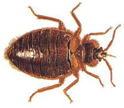 Bed Bugs