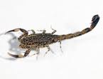 Scorpions
