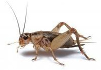 Crickets