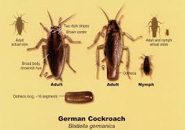 German Cockroaches