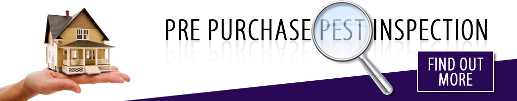 Pre-purchase pest inspections in Perth